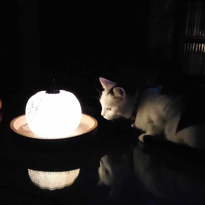 Nobara participe au concours pour gagner de l'argent avec cette photo : ambient_light, animal, cat, curious, dark, decor, glowing, halloween, indoor, lamp, light, mystery, night, pet, pumpkin, quiet, reflection, shadow, table, white_cat