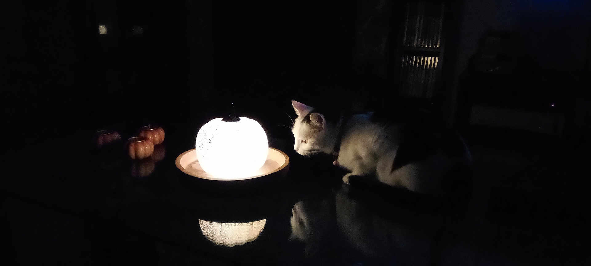 Nobara participe au concours pour gagner de l'argent avec cette photo : cat, lamp, pumpkin, reflection, dark, night, indoor, curious, white_cat, glowing, light, shadow, table, decor, halloween, animal, pet, quiet, mystery, ambient_light