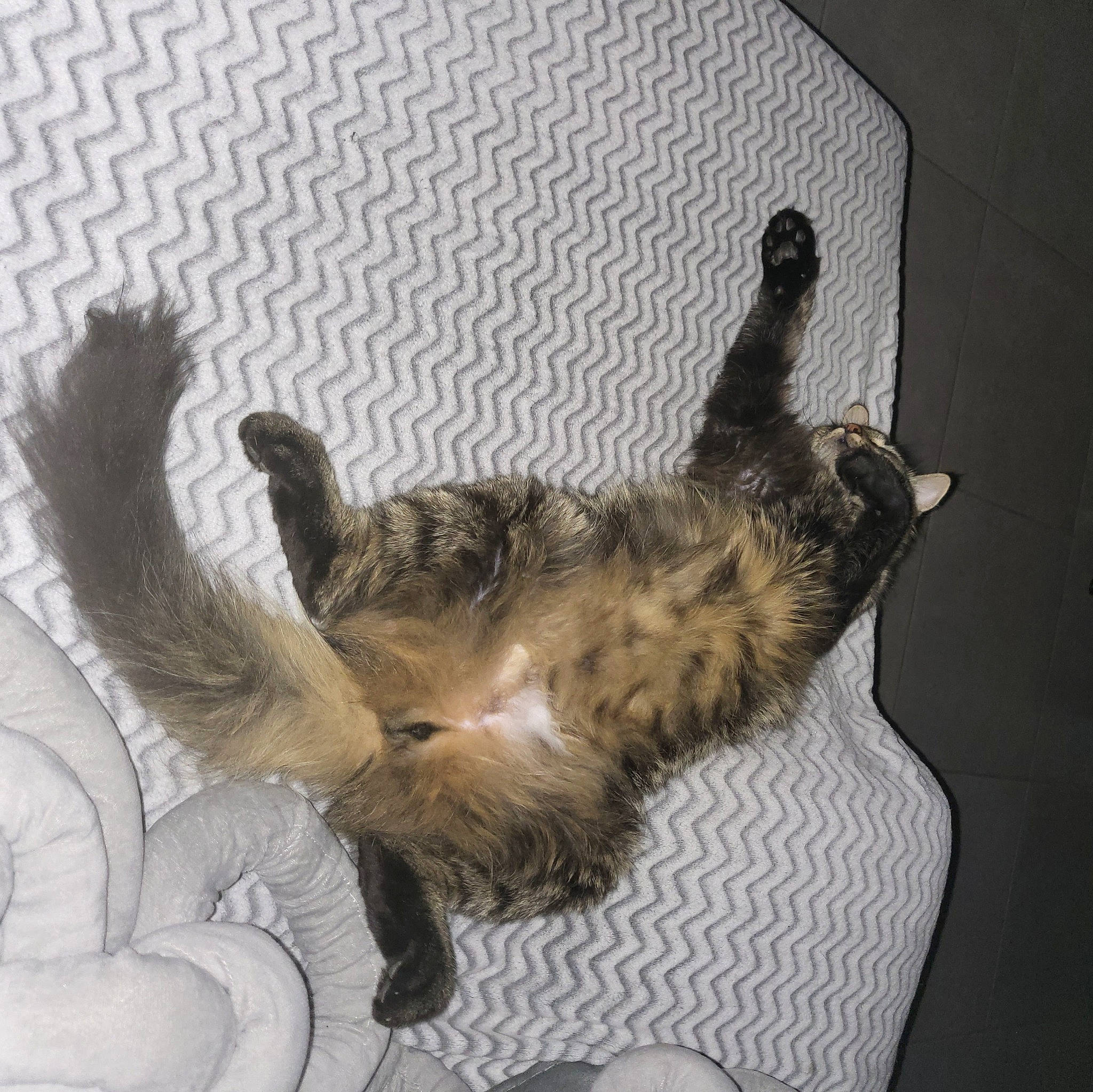 Saiko a rejoint le concours — aidez-le/la à gagner de superbes lots ! canidae, carnivore, cat, claw, comfort, dog_breed, domestic_short_haired_cat, felidae, fur, paw, small_to_medium_sized_cats, sporting_group, tail, whiskers