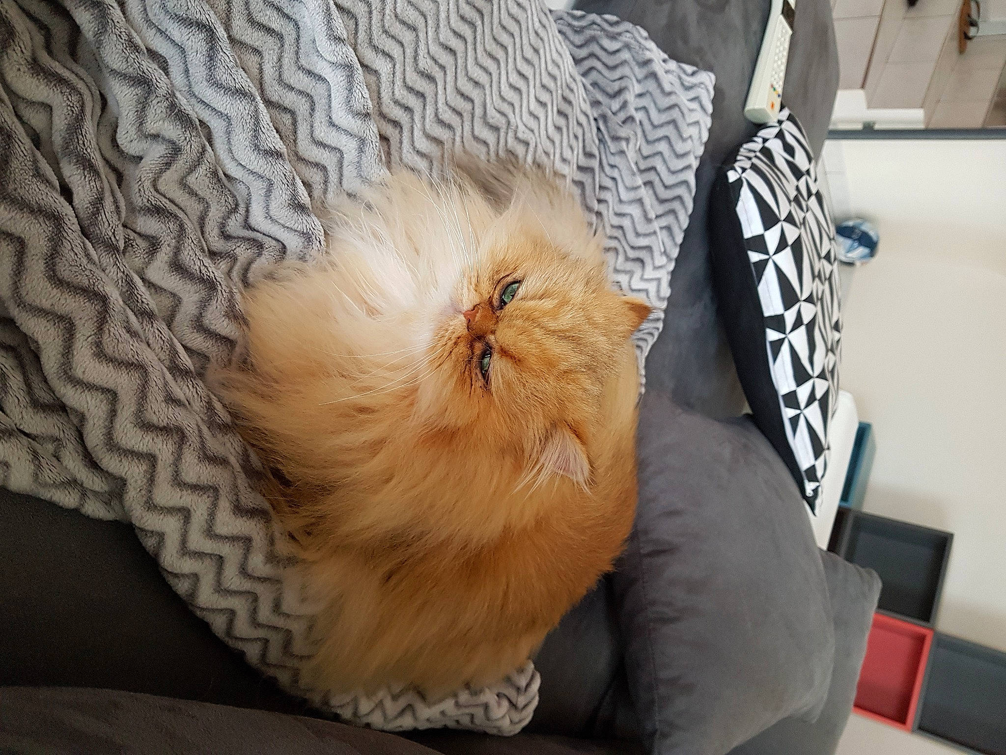 Lena participe au concours pour gagner de l'argent avec cette photo : carnivore, comfort, companion_dog, dog, dog_breed, fashion_accessory, fawn, felidae, flooring, fur, hardwood, moths_and_butterflies, pattern, pollinator, room, tail, textile, toy_dog, whiskers, wood