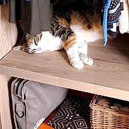 Ruby participe au concours pour gagner de l'argent avec cette photo : cat, sleeping, closet, clothes, wooden_shelf, indoor, cozy, pet, fur, striped_cat, hiding, resting, household, basket, bag, fabric, quiet, cute, tongue_out, feline