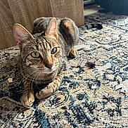 Hatï participe au concours pour gagner de l'argent avec cette photo : cat, tabby, animal, pet, indoor, carpet, patterned_carpet, green_eyes, whiskers, fur, ears, wooden_cabinet, radiator, floor, relaxed, alert, domestic_animal, close_up, feline, resting