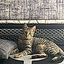 Hatï participe au concours pour gagner de l'argent avec cette photo : cat, tabby_cat, indoor, pet, animal, feline, resting, pillow, rug, patterned_rug, headboard, metal_headboard, wall, textured_wall, striped, four_legs, ears, whiskers, eyes, relaxed