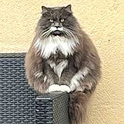 Arwen participe au concours pour gagner de l'argent avec cette photo : cat, long_haired_cat, fluffy, sitting, wicker_chair, patio, beige_wall, paws, whiskers, green_eyes, tail, domestic_cat, fur, portrait, staring, pet, closeup, mammal, white_chest, chunky