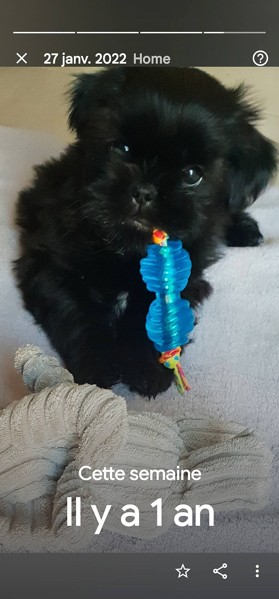 Sidney participe au concours pour gagner de l'argent avec cette photo : canidae, carnivore, cat, claw, companion_dog, dog, dog_breed, dog_supply, electric_blue, fashion_accessory, fur, glove, mammal, photo_caption, snout, sporting_group, tail, terrestrial_animal, toy_dog, working_animal