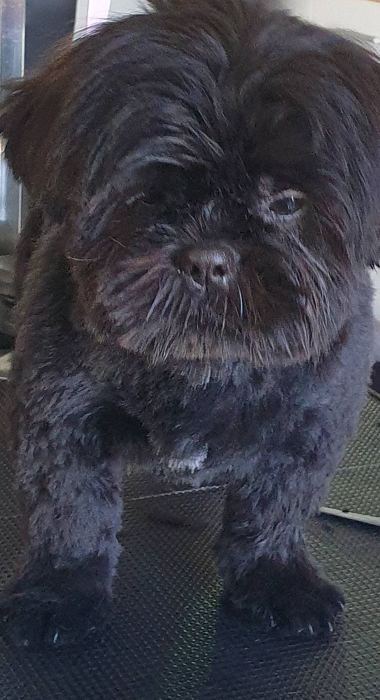 Sidney a rejoint le concours — aidez-le/la à gagner de superbes lots ! canidae, carnivore, companion_dog, dog, dog_breed, fur, liver, maltepoo, non_sporting_group, small_terrier, snout, sporting_group, terrestrial_animal, terrier, toy_dog, water_dog, working_animal