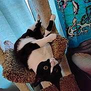 P. Nuttles joined the competition — help win amazing prizes! cat, black_and_white, cat_tree, upside_down, indoor, feline, curious, playful, wide_eyes, tapestry, blue, cartoon_art, furniture, pet, cozy, resting, whiskers, ears, paws, home