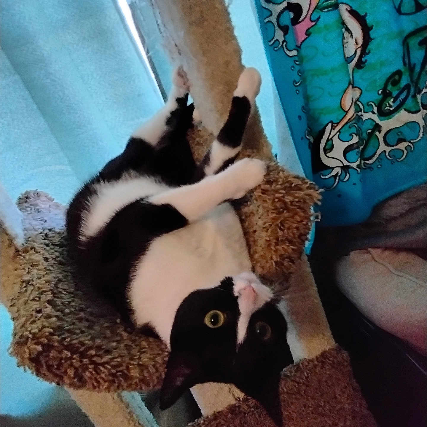 P. Nuttles joined the competition — help win amazing prizes! cat, black_and_white, cat_tree, upside_down, indoor, feline, curious, playful, wide_eyes, tapestry, blue, cartoon_art, furniture, pet, cozy, resting, whiskers, ears, paws, home