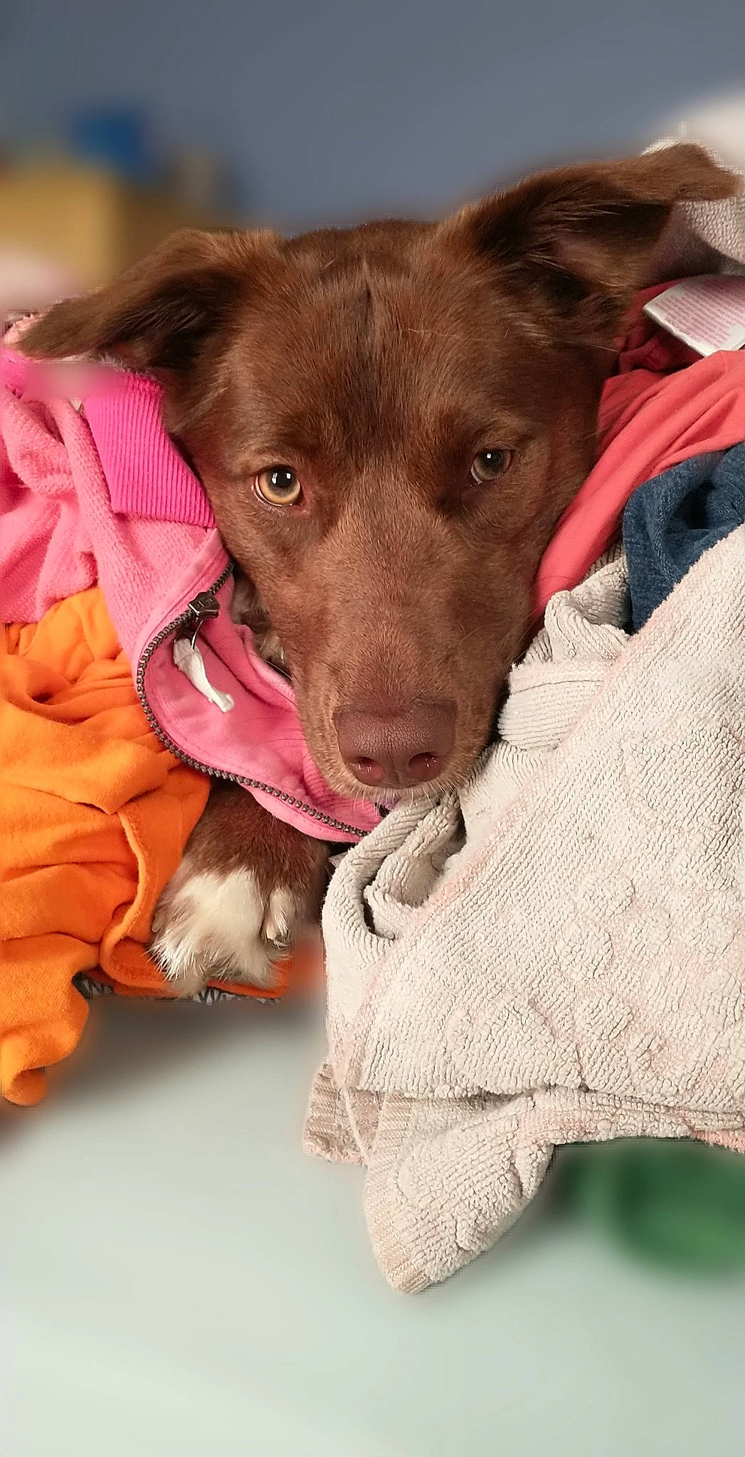 Princess is registered to the contest to win money with this photo: borador, canidae, carnivore, collar, comfort, companion_dog, dog, dog_breed, dog_collar, dog_supply, ear, fawn, fur, liver, pattern, pet_supply, snout, sporting_group, whiskers, working_animal