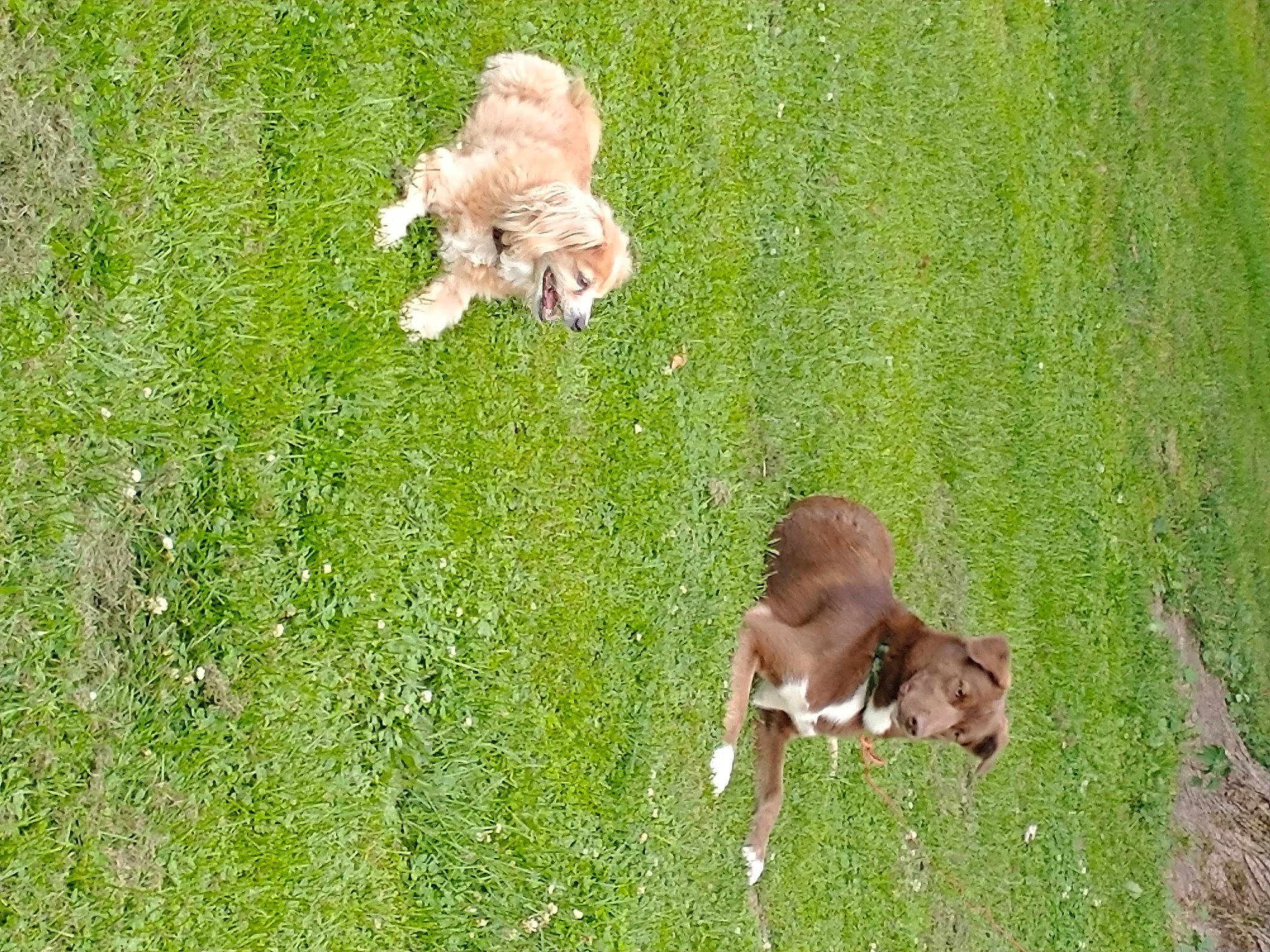 Princess joined the competition — help win amazing prizes! canidae, carnivore, companion_dog, dog, dog_breed, fawn, grass, grass_family, grassland, groundcover, lawn, meadow, pasture, people_in_nature, plant, sporting_group, tail, terrestrial_animal