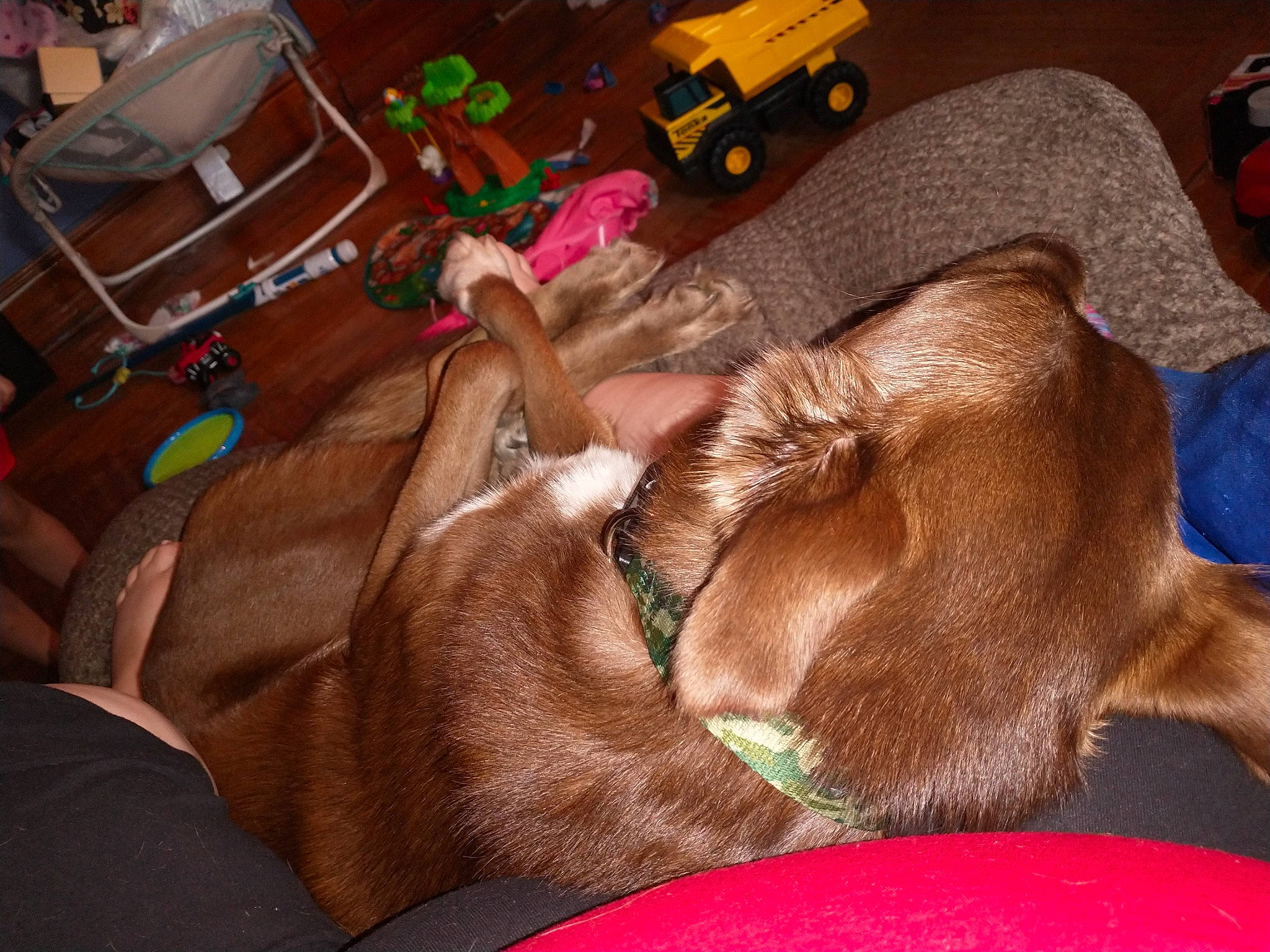 Princess is registered to the contest to win money with this photo: canidae, carnivore, comfort, companion_dog, dog, dog_breed, fawn, flooring, fun, fur, hardwood, liver, room, sporting_group, sunglasses, tire, toy_vehicle, wheel, wood, working_animal