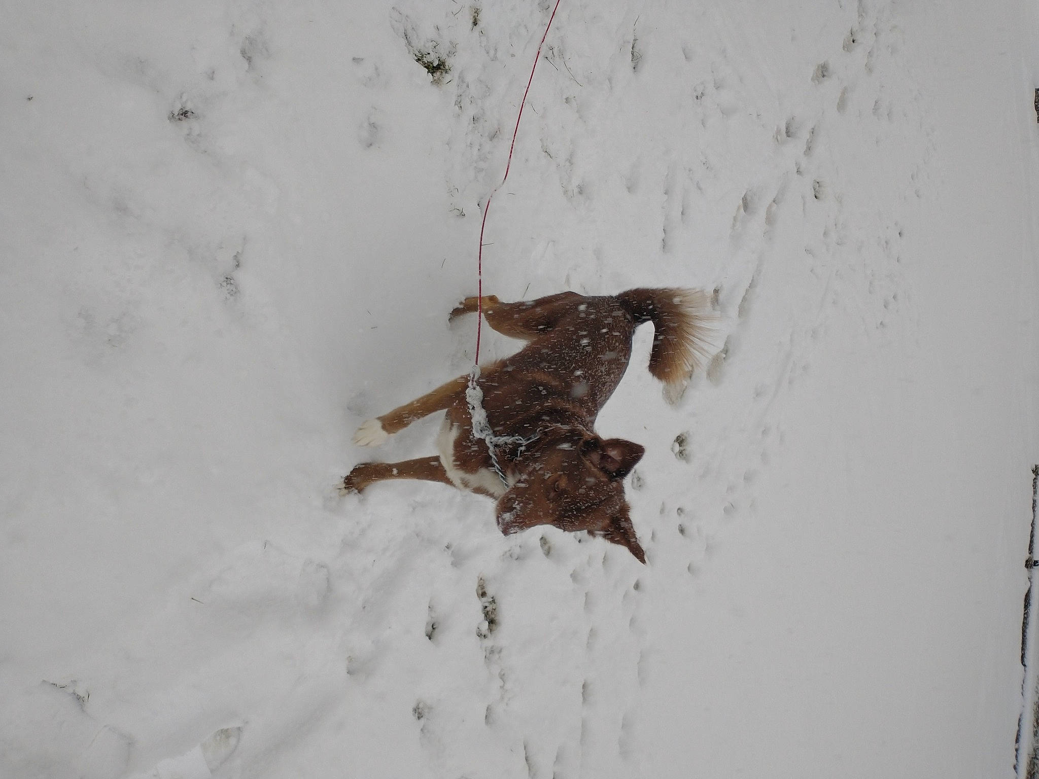 Princess is registered to the contest to win money with this photo: arthropod, door, event, freezing, insect, invertebrate, macro_photography, parasite, pest, recreation, slope, snow, soil, sports_equipment, terrestrial_animal, twig, wildlife, window, winter, wood