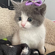 Melanie joined the competition — help win amazing prizes! adorable, animal, blanket, bow, cat, closeup, cozy, curious, cute, fur, gray_and_white, indoor, kitten, pet, purple_bow, sitting, small, soft, whiskers, young