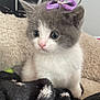 adorable, animal, blanket, bow, cat, closeup, cozy, curious, cute, fur, gray_and_white, indoor, kitten, pet, purple_bow, sitting, small, soft, whiskers, young