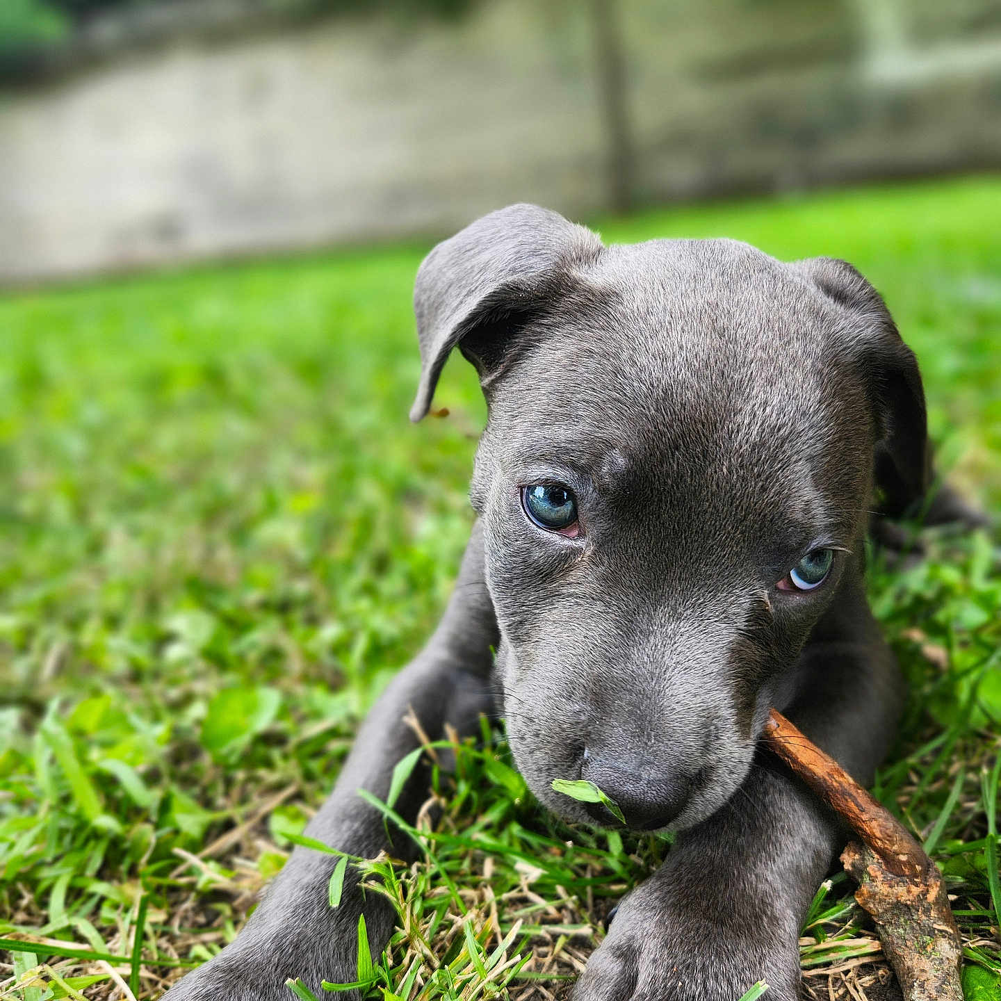 Davonte Dino. Adams joined the competition — help win amazing prizes! animal, boxer, bulldog, canine, chihuahua, dog, grass, greatdane, hound, labradorretriever, lawn, pet, pitbull, plant, pointer, puppy, snout, terrier, whitedog