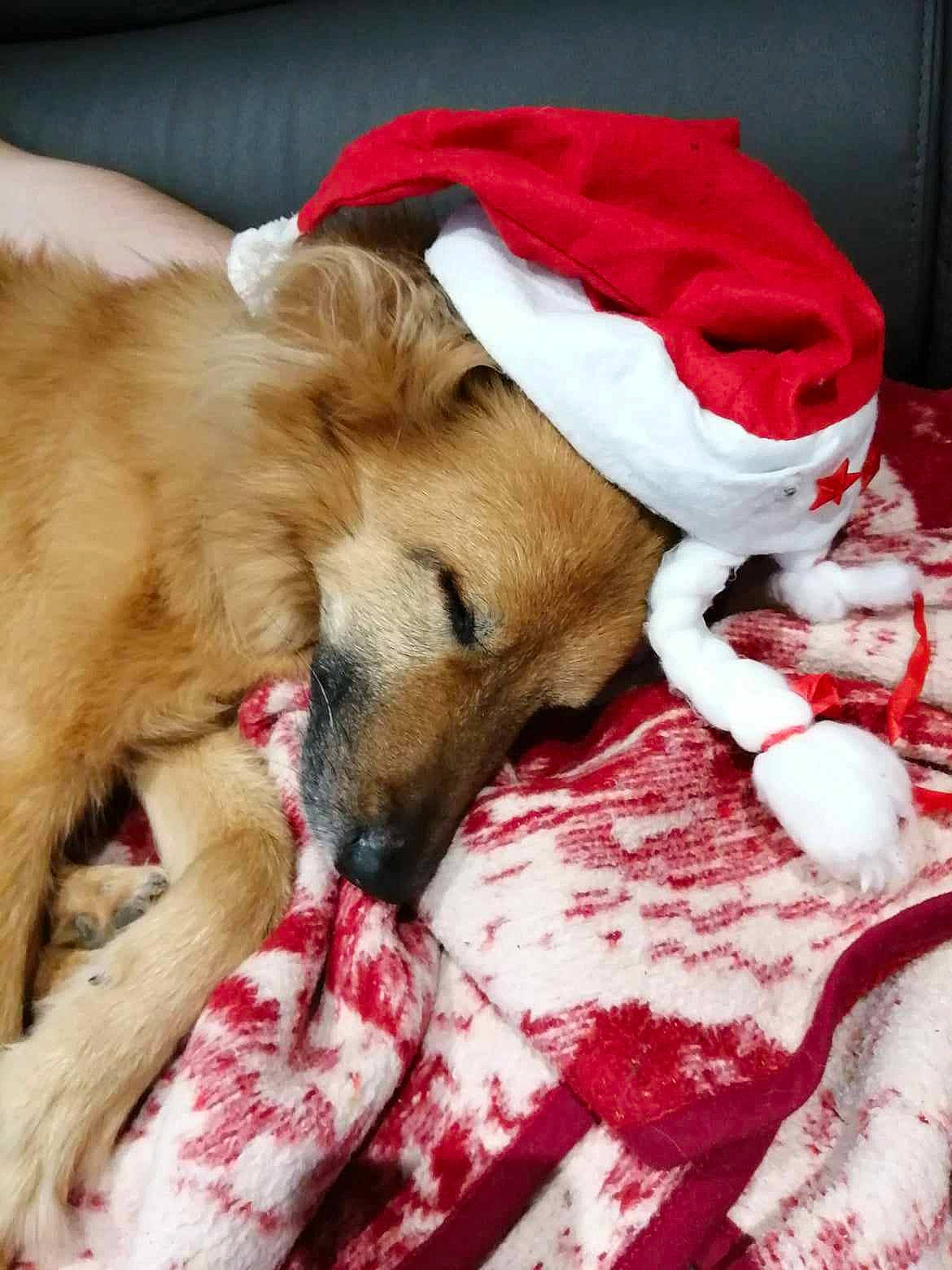 Leo a rejoint le concours — aidez-le/la à gagner de superbes lots ! bed, bedding, bedtime, blanket, canidae, carmine, carnivore, comfort, companion_dog, dog, dog_breed, dog_supply, fawn, fur, guard_dog, linens, nap, paw, sleep, sporting_group