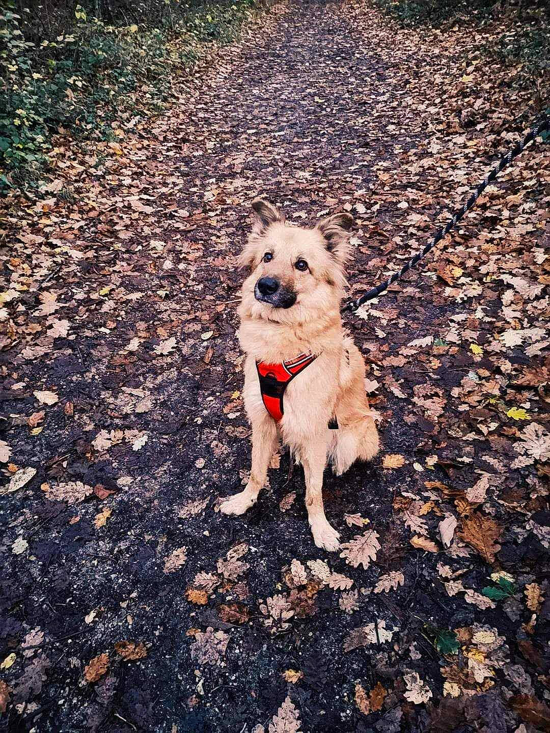 Leo a rejoint le concours — aidez-le/la à gagner de superbes lots ! asphalt, canidae, carnivore, companion_dog, dog, dog_breed, dog_clothes, fawn, firefighter, grass, leash, meteorological_phenomenon, road_surface, small_terrier, snout, soil, sporting_group, terrier, tints_and_shades, toy_dog