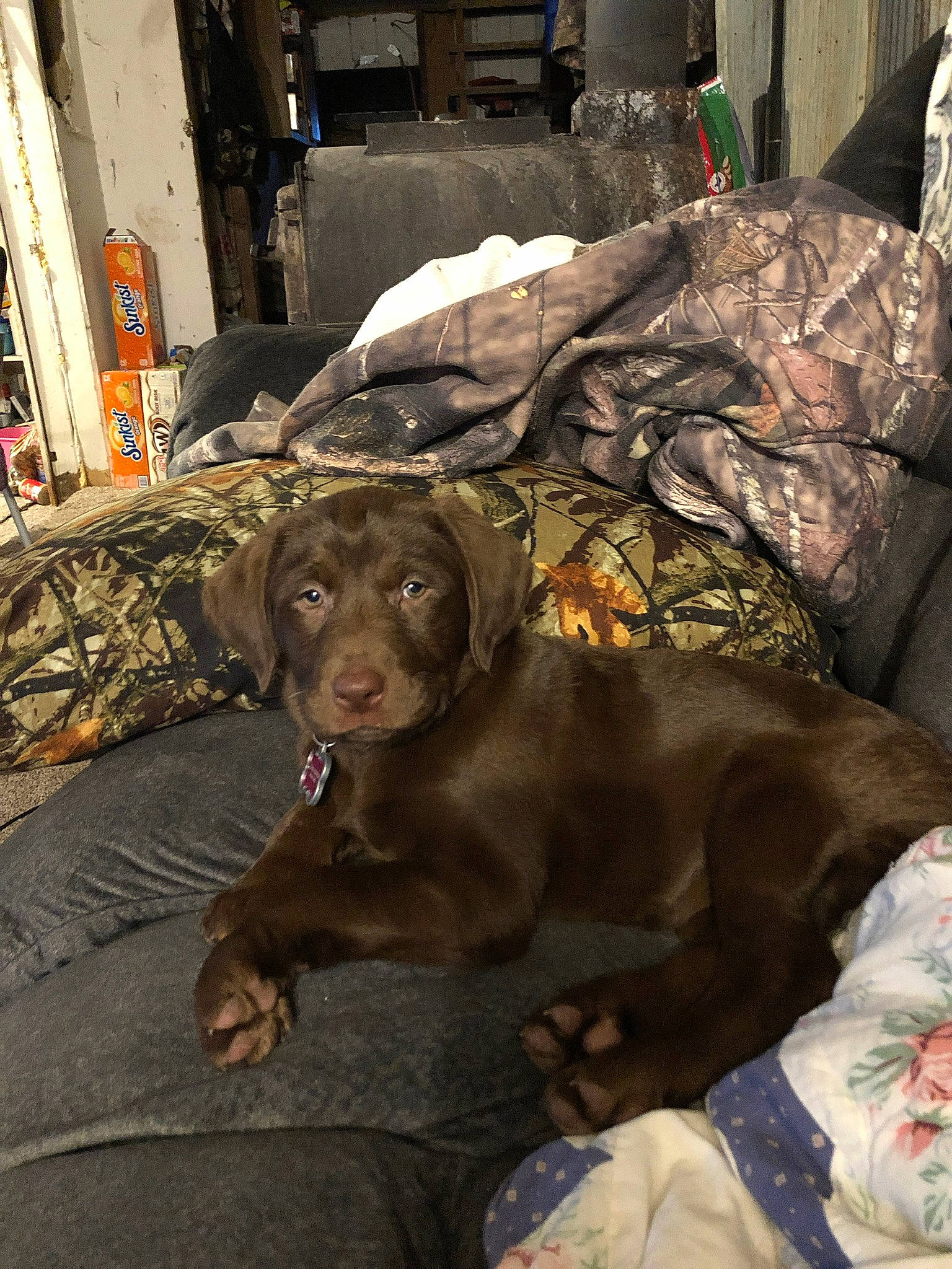 Denver joined the competition — help win amazing prizes! brown, canidae, carnivore, comfort, companion_dog, dog, dog_breed, fawn, flooring, fur, grey, guard_dog, gun_dog, hunting_dog, liver, metal, snout, sporting_group, whiskers, working_animal