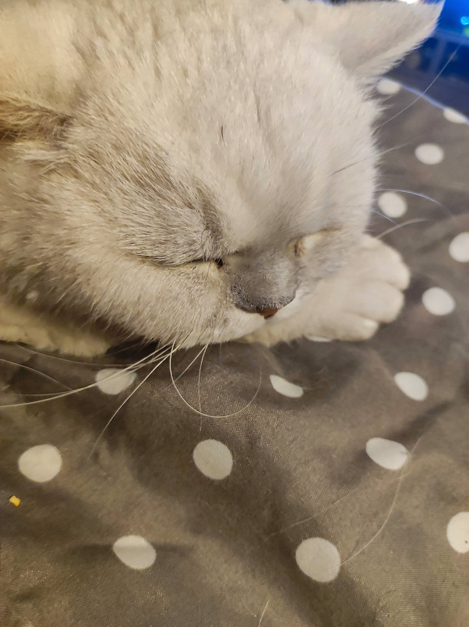 Dennis a rejoint le concours — aidez-le/la à gagner de superbes lots ! carnivore, cat, claw, comfort, domestic_short_haired_cat, fawn, felidae, fur, nap, pattern, paw, small_to_medium_sized_cats, snout, tail, terrestrial_animal, whiskers, wood