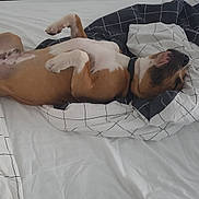 Attila participe au concours pour gagner de l'argent avec cette photo : dog, bed, blanket, relaxed, lying_down, pet, domestic_animal, canine, sleeping, white, brown, black_collar, indoor, cozy, resting, fur, animal, paw, comfort, cute