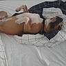 Attila participe au concours pour gagner de l'argent avec cette photo : animal, bed, black_collar, blanket, brown, canine, comfort, cozy, cute, dog, domestic_animal, fur, indoor, lying_down, paw, pet, relaxed, resting, sleeping, white