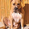 animal, brown_coat, calm, canine, collar, concrete_floor, daylight, dog, domestic_animal, ears, muzzle, outdoor, paw, pet, relaxed, shadow, sitting, sunlight, white_chest, wooden_wall