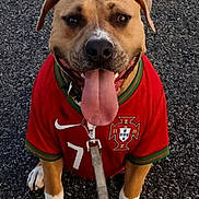 Attila a rejoint le concours — aidez-le/la à gagner de superbes lots ! animal, asphalt, brown_dog, canine, closeup, cute, dog, friendly, happy, leash, outdoor, paw, pet, portrait, red_jersey, sitting, smiling, sportswear, tongue_out, white_paws