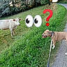 Attila participe au concours pour gagner de l'argent avec cette photo : animal, cartoon_eyes, cow, curious, daytime, dog, emoji, field, grass, greenery, leash, nature, outdoor, pasture, question_mark, road, rural, summer, trees, walking