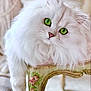 Perle joined the competition — help win amazing prizes! animal, cat, chair, closeup, curious, cute, domestic_cat, feline, floral_pattern, fluffy, green_eyes, indoor, long_hair, pet, portrait, relaxed, soft_light, vintage, whiskers, white_cat