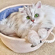 Perle joined the competition — help win amazing prizes! cat, fluffy_cat, green_eyes, basket, rope_handle, carpet, indoor, pet, feline, resting, cozy, soft_texture, cute, animal, fur, whiskers, paws, relaxed, domestic_cat, close_up
