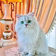 Perle is registered to the contest to win money with this photo: cat, cozy, curtains, decor, domestic_animal, elegant, feline, fluffy, fur, green_eyes, indoors, lace_doily, lamp, ornate, pet, portrait, sitting, table, vintage_lamp, white_cat