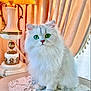 Perle is registered to the contest to win money with this photo: cat, cozy, curtains, decor, domestic_animal, elegant, feline, fluffy, fur, green_eyes, indoors, lace_doily, lamp, ornate, pet, portrait, sitting, table, vintage_lamp, white_cat