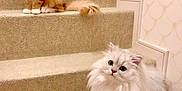 Perle is registered to the contest to win money with this photo: adorable, animal, carpet, cat, cats, cute, domestic_cat, feline, fluffy, home, indoor, long_hair, looking_up, orange_cat, pets, soft_fur, staircase, stairs, two_cats, white_cat