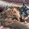 cat, feline, fluffy, fur, black, brown, pet, animal, resting, couch, leather, indoor, cozy, relaxed, whiskers, tail, ears, green_eyes, home, domestic