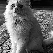 Perle participe au concours pour gagner de l'argent avec cette photo : animal, bell, black_and_white, cat, close_up, collar, curious, domestic_cat, feline, floor, fluffy, home, indoor, long_hair, patterned_rug, pet, portrait, rug, sitting, whiskers
