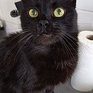 Perle a rejoint le concours — aidez-le/la à gagner de superbes lots ! black_cat, cat, yellow_eyes, whiskers, kitchen_counter, paper_towel_roll, kitchen_utensils, indoor, pet, feline, curious, close_up, sitting, animal, domestic_animal, fur, portrait, looking_up, home, cute