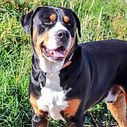 Baloo a rejoint le concours — aidez-le/la à gagner de superbes lots ! dog, rottweiler, pet, animal, canine, outdoor, grass, vegetation, nature, standing, portrait, happy, tongue_out, black_and_tan, white_chest, floppy_ears, furry, front_view, sunlight, black_borders