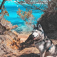 Vaiana joined the competition — help win amazing prizes! animal, beach, blue_sky, canine, daytime, dog, forest, happy, husky, landscape, nature, outdoor, pet, rocks, sailboat, scenic, sea, sunlight, trees, water
