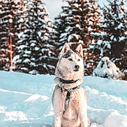 Vaiana joined the competition — help win amazing prizes! animal, canine, cold, collar, daylight, dog, forest, fur, husky, landscape, leash, majestic, nature, outdoor, pet, portrait, sitting, snow, trees, winter