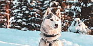Vaiana joined the competition — help win amazing prizes! animal, canine, cold, collar, daylight, dog, forest, fur, husky, landscape, leash, majestic, nature, outdoor, pet, portrait, sitting, snow, trees, winter