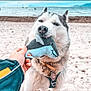 Vaiana is registered to the contest to win money with this photo: animal, beach, bite, collar, daytime, dog, human_hand, husky, leash, nature, outdoor, pet, playful, sand, sea, shark_toy, sky, stuffed_animal, toy, water