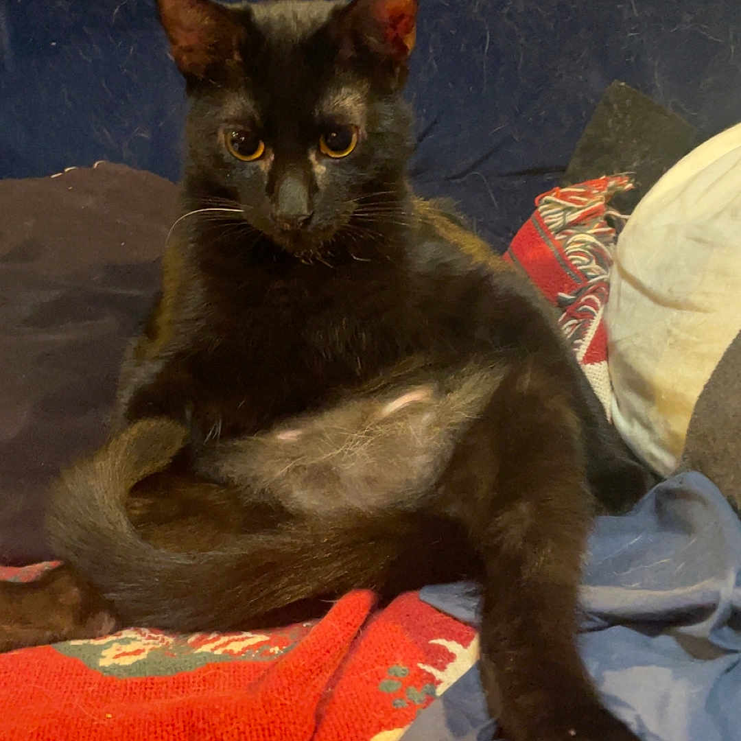 Nova is registered to the contest to win money with this photo: animal, black_cat, blanket, cat, comfort, cozy, curious, cushion, cute, feline, fur, home, indoor, looking, paw, pet, relaxing, resting, tail, whiskers