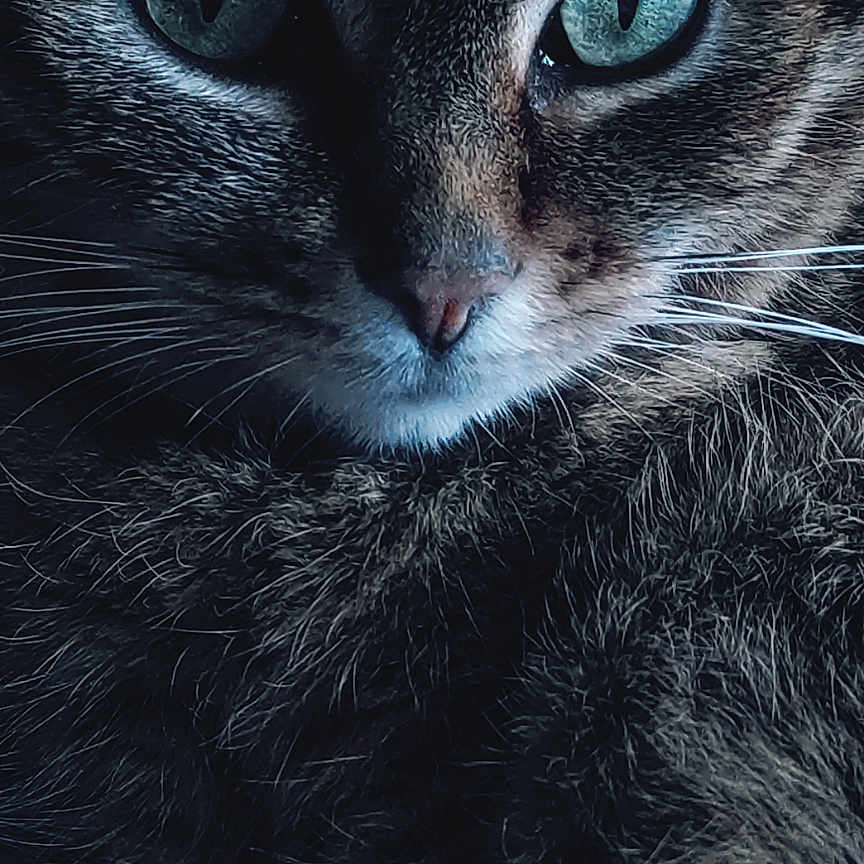 Papate participe au concours pour gagner de l'argent avec cette photo : abyssinian, animal, blackcat, cat, kitten, manx, pet, snout