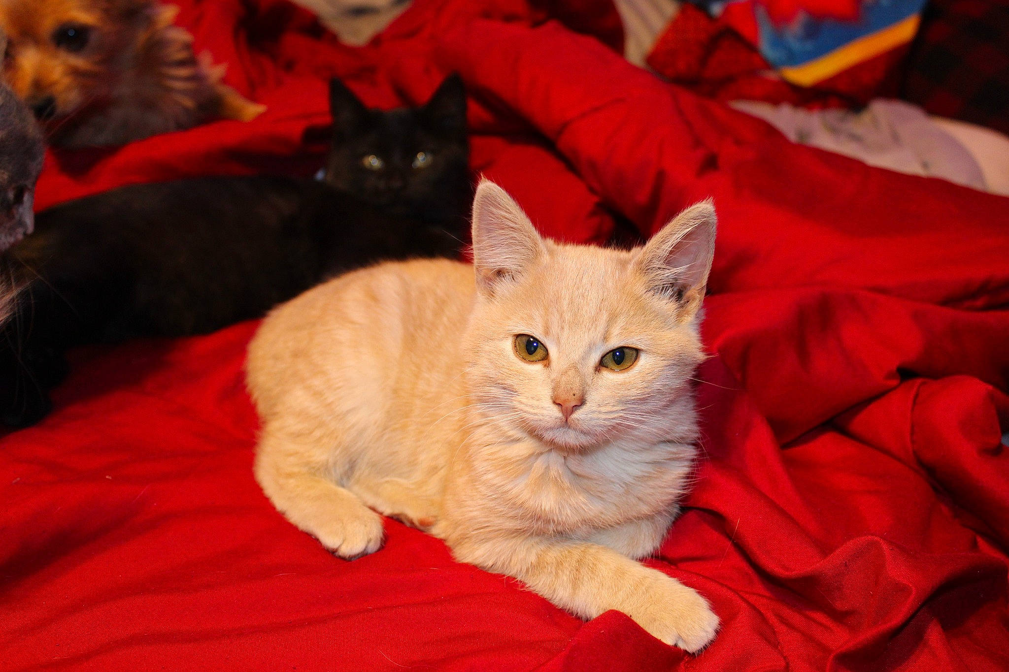 Maze joined the competition — help win amazing prizes! black_cat, carnivore, cat, claw, comfort, domestic_short_haired_cat, fawn, felidae, fur, lap, orange, paw, plant, sitting, small_to_medium_sized_cats, snout, tail, tree, vertebrate, whiskers