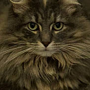 Mancha is registered to the contest to win money with this photo: animal, cat, close_up, dark_background, domestic_cat, ears, face, feline, fluffy, fur, green_eyes, indoor, looking, mammal, nose, pet, portrait, quiet, soft_texture, whiskers