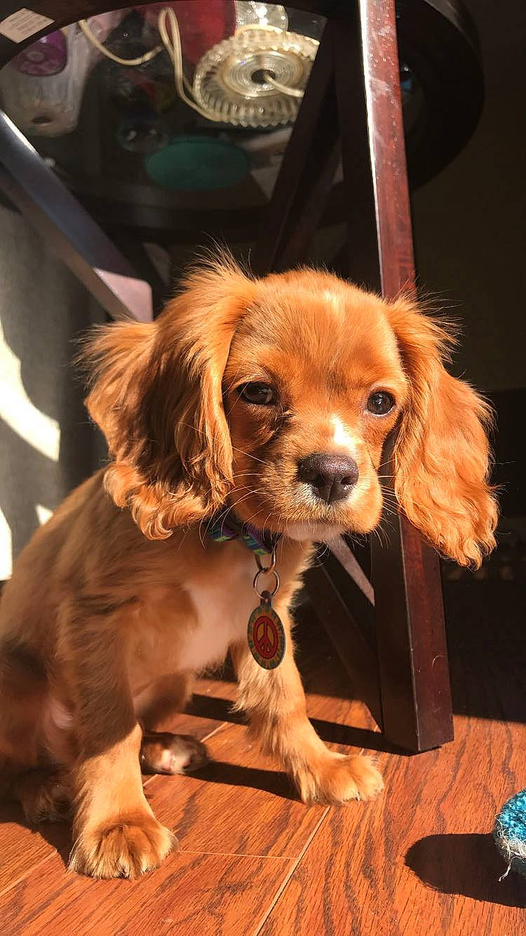Coco joined the competition — help win amazing prizes! canidae, carnivore, cavalier_king_charles_spaniel, cocker_spaniel, companion_dog, dog, dog_breed, fawn, king_charles_spaniel, mammal, puppy, rare_breed_dog, snout, spaniel, sporting_group, vertebrate