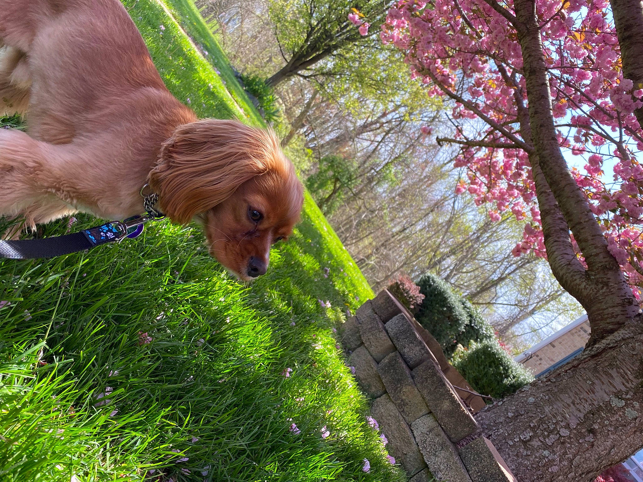 Coco joined the competition — help win amazing prizes! american_cocker_spaniel, canidae, carnivore, cavalier_king_charles_spaniel, cocker_spaniel, companion_dog, dog, dog_breed, english_cocker_spaniel, fawn, garden, golden_retriever, grass, lawn, pink, plant, spaniel, sporting_group, spring, tree