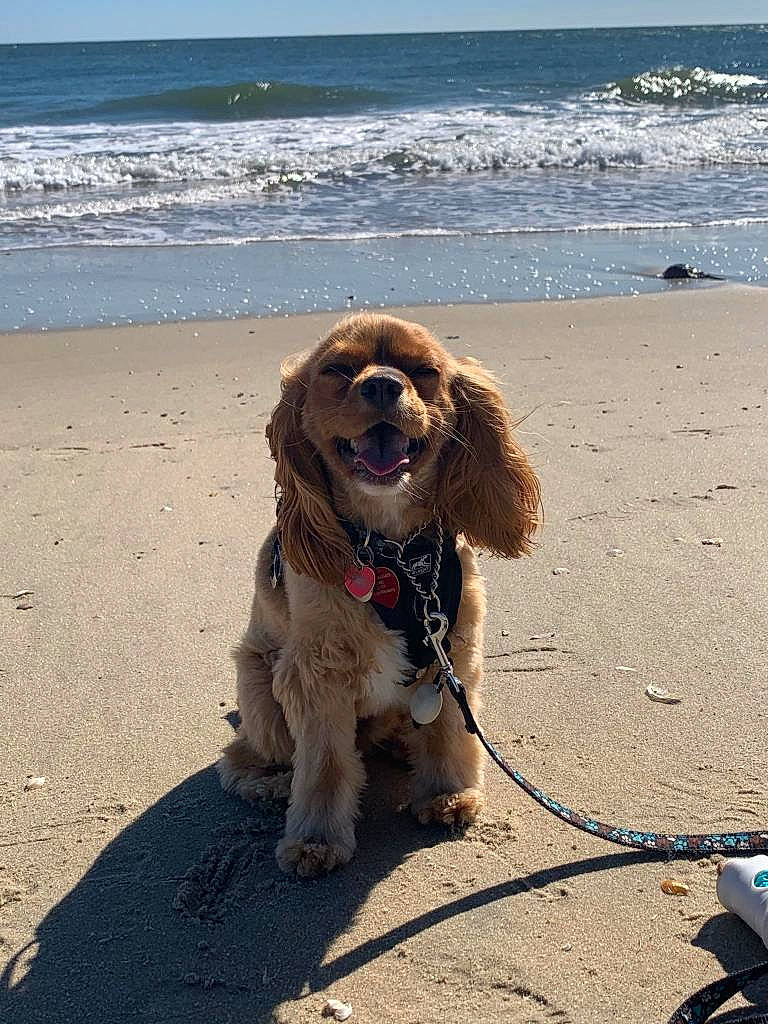 Coco joined the competition — help win amazing prizes! beach, body_of_water, carnivore, coast, coastal_and_oceanic_landforms, collar, dog, dog_breed, dog_collar, leash, ocean, pet_supply, sand, sea, shore, snout, sporting_group, summer, wave, wind_wave