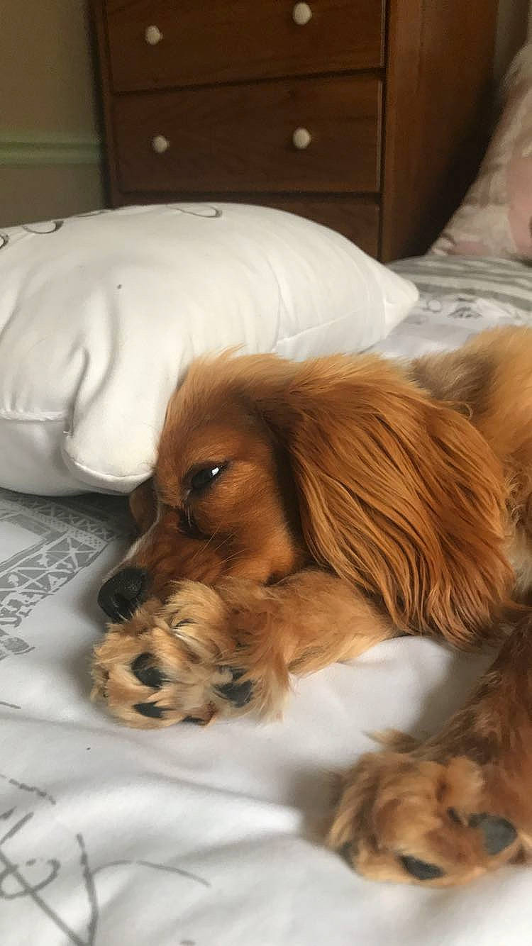 Coco is registered to the contest to win money with this photo: canidae, caramel_color, carnivore, cocker_spaniel, companion_dog, dog, dog_breed, english_cocker_spaniel, fur, irish_setter, mammal, puppy, setter, snout, spaniel, sporting_group