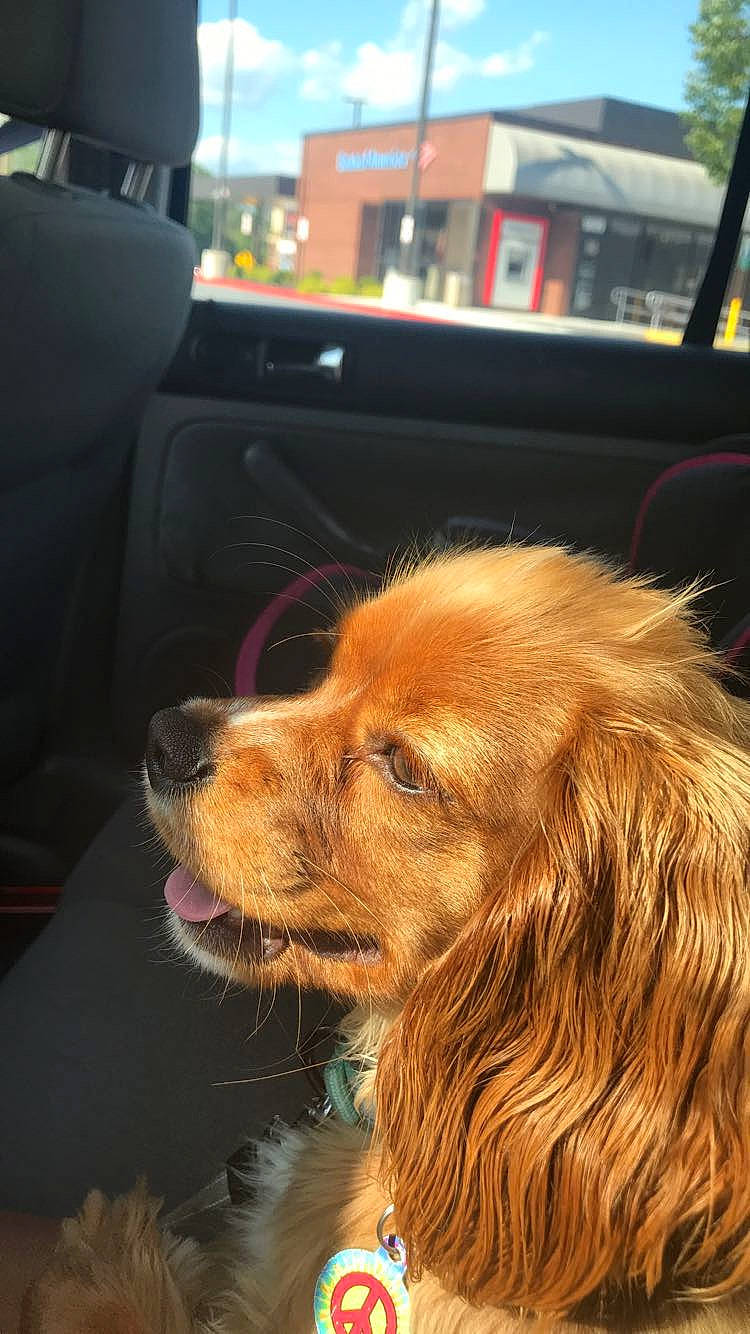 Coco joined the competition — help win amazing prizes! canidae, caramel_color, carnivore, cavalier_king_charles_spaniel, cocker_spaniel, companion_dog, dog, dog_breed, ear, english_cocker_spaniel, fawn, fur, king_charles_spaniel, mammal, rare_breed_dog, snout, spaniel, sporting_group, tibetan_spaniel, vertebrate